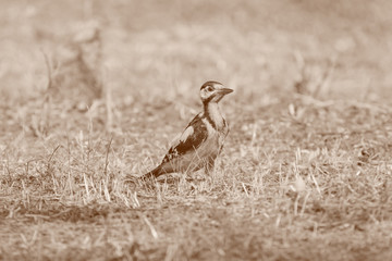 close up of woodpecker standing on ground