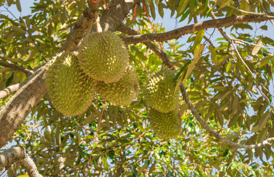 Fresh Mon Thong (code name D159) or Golden Pillow durian, king of tropical fruit, on its tree