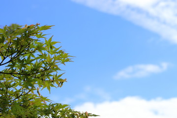 もみじ 青空 雲