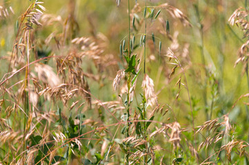 flowering wild plants in nature