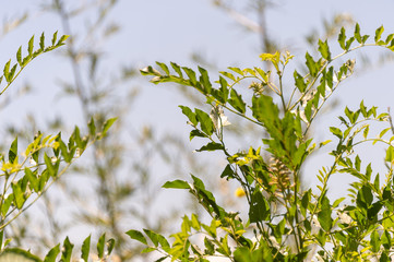 flowering wild plants in nature