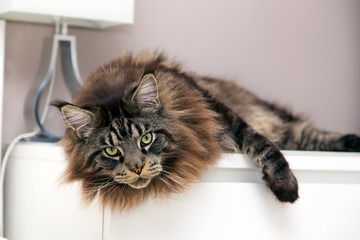 Maine Coon cat lies on a white camod and looks away. Portrait, horizontally.