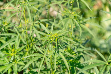 Green background of leaves. In door grow hemp. Cannabis at the beginning of flowering. Young cannabis plant. Northern light strain. Legal Marijuana cultivation in the home. Medicinal indica with CBD