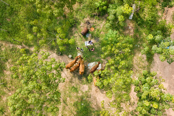 Aerial shot of children feed the cows by grass in farm. - Image