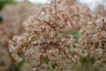 Glanzmispel (Photinia) - verblüht und teilweise blühend