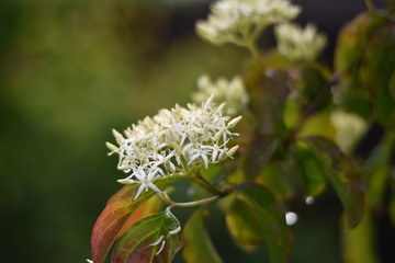 Hartriegel mit Blüten und Blütenknospen (Cornus)