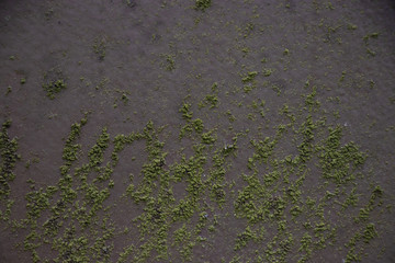 Green grunge mold rough surface vintage old dirty weathering distress texture background