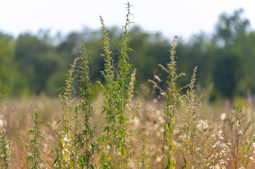 flowering wild plants in nature