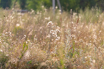 flowering wild plants in nature