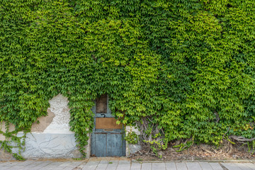 Wilder Wein rankt Hauswand empor