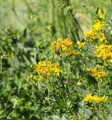 flowering wild plants in nature