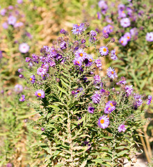 flowering wild plants in nature