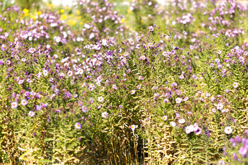 Fototapeta premium flowering wild plants in nature