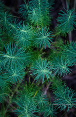 horsetail plant in the forest top view