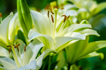 white lily flower garden