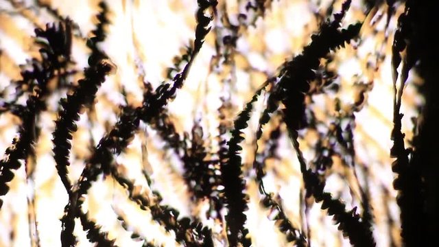 Extreme Close Up Of Metal Shavings Chips Illuminated By Lights.