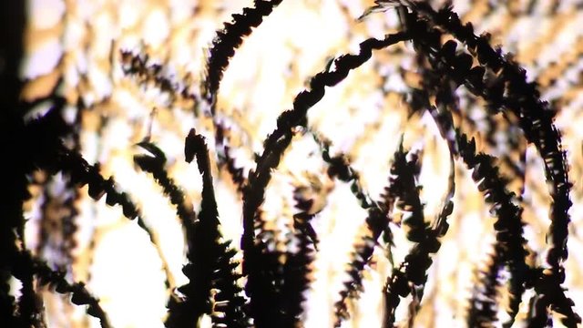 Extreme Close Up Of Metal Shavings Chips Illuminated By Lights.
Clockwise Rotation.