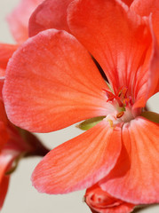 Fototapeta na wymiar Pink flower pelargonium.