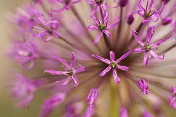 Violet flower close-up.