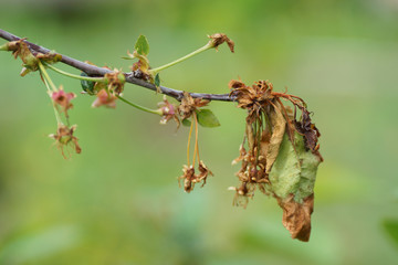 A cherry branch withered in the garden.