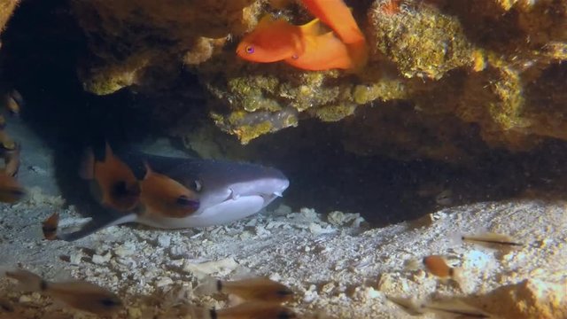 Whitetip Reef Shark Mouth Close Up Showing Shark Jaws Of White Tip Shark Resting In Underwater Cave On Shark Dive At Monad Shoal On Phillipppines Coral Reef In Pacific Ocean Asia