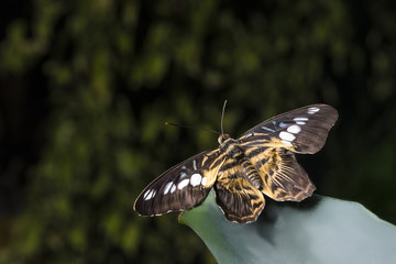 Fototapeta premium Close up butterfly on a leaf