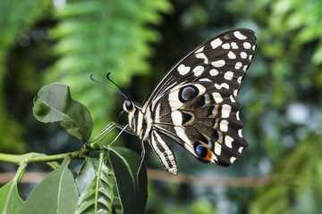 Obraz na płótnie Canvas Side view butterfly with blurry background