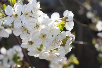Cherry blossom branch in springtime