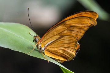 Side view orange julia butterfly
