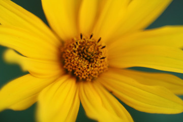  Yellow flowers of lance-leaved coreopsis (Coreopsis lanceolata) close up blurred background 