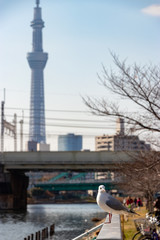 Fototapeta premium 旧中川のカモメ 東京都江戸川区平井