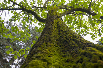 Fototapeta premium Tree trunk covered with lichen