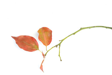 leaf on white background