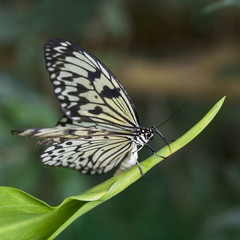 Beautiful butterfly in natural habitat