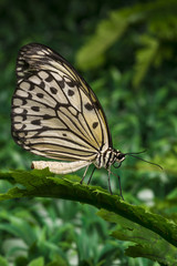 Obraz na płótnie Canvas Butterfly sitting on leaf with foliage background