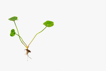 Centella Asiatica top view
