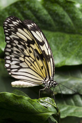 Pale colored butterfly with foliage background