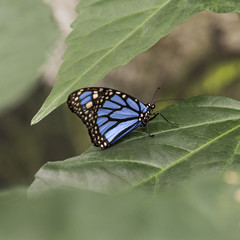 Focused blue butterfly on leaf