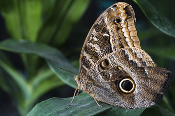 Owl butterfly in tropical habitat