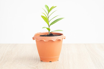green plant in a pot