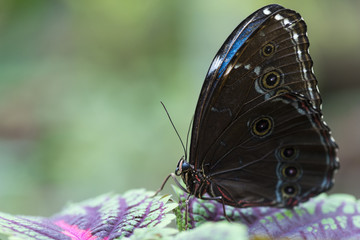 Brown and blue butterfly on colorful leaves