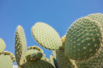 The giant cactus and sky