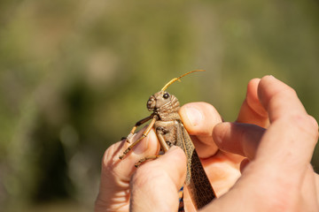 Insecto