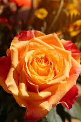 Close-up of red veined orange rose flower in bouquet
