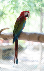 Beautiful macaw bird color red green blue