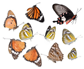 Beautiful yellow butterfly on white background.