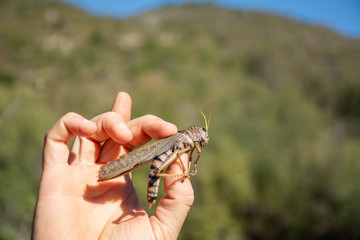 Saltamontes