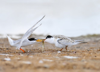 Adult little tern (Sternula albifrons) feeds the chick with fish