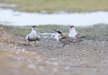 Different moments from the life of common terns and their chicks