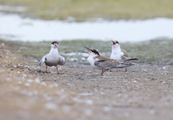 Different moments from the life of common terns and their chicks